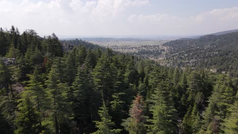 pine forest drone view