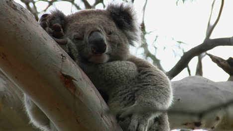 un oso koala soñoliento mira hacia abajo desde la rama de un árbol