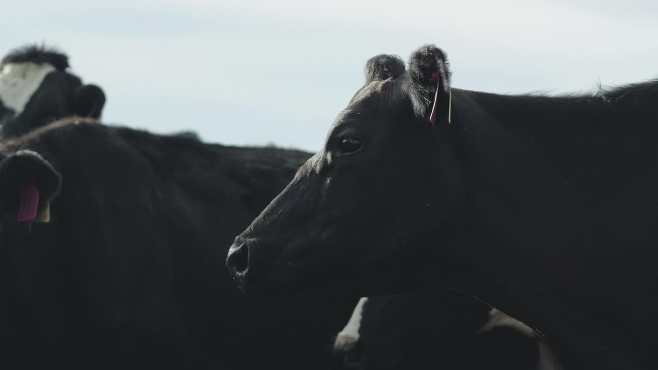 A single dairy cow stands still, gazing directly into the camera with wide, unblinking eyes—its mottled coat and twitching ears framed by the dull steel of the holding pen
