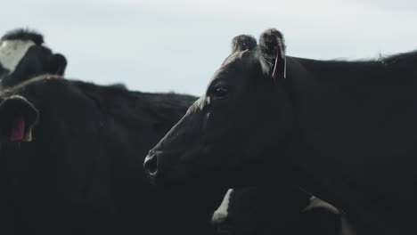 a single dairy cow stands still, gazing directly into the camera with wide, unblinking eyes—its mottled coat and twitching ears framed by the dull steel of the holding pen