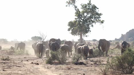 a large herd of african elephants walking through the dusty landscape of botswana