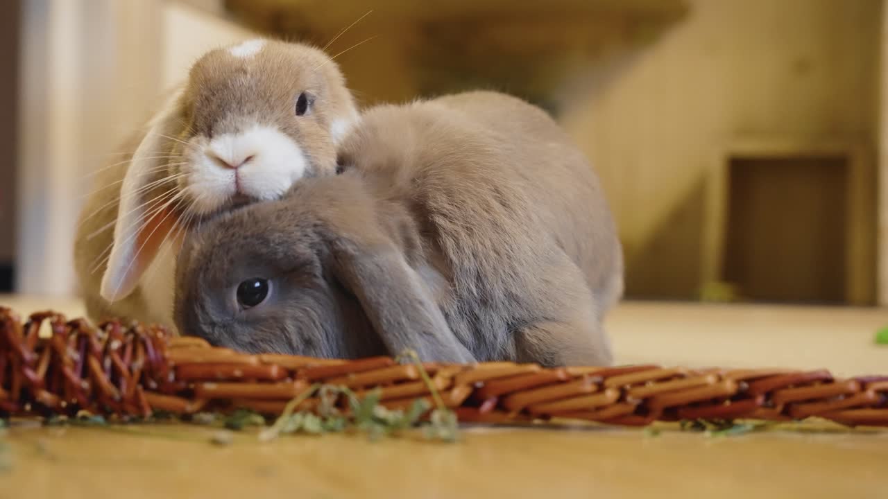 땅에서 허브를 먹는 토끼, 앞면의 부활절 채찍, 앞면, 느린 동작의 uhd