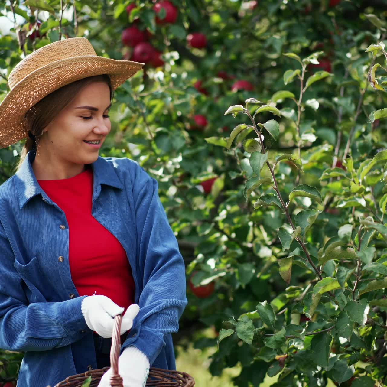 Smiling young woman in straw hat and gloves picks apples from tree. Lady takes fruit from branch and puts in into a little basket