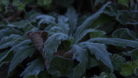 lapso de tiempo de congelación de la planta de malezas mientras se pone el sol - alejar