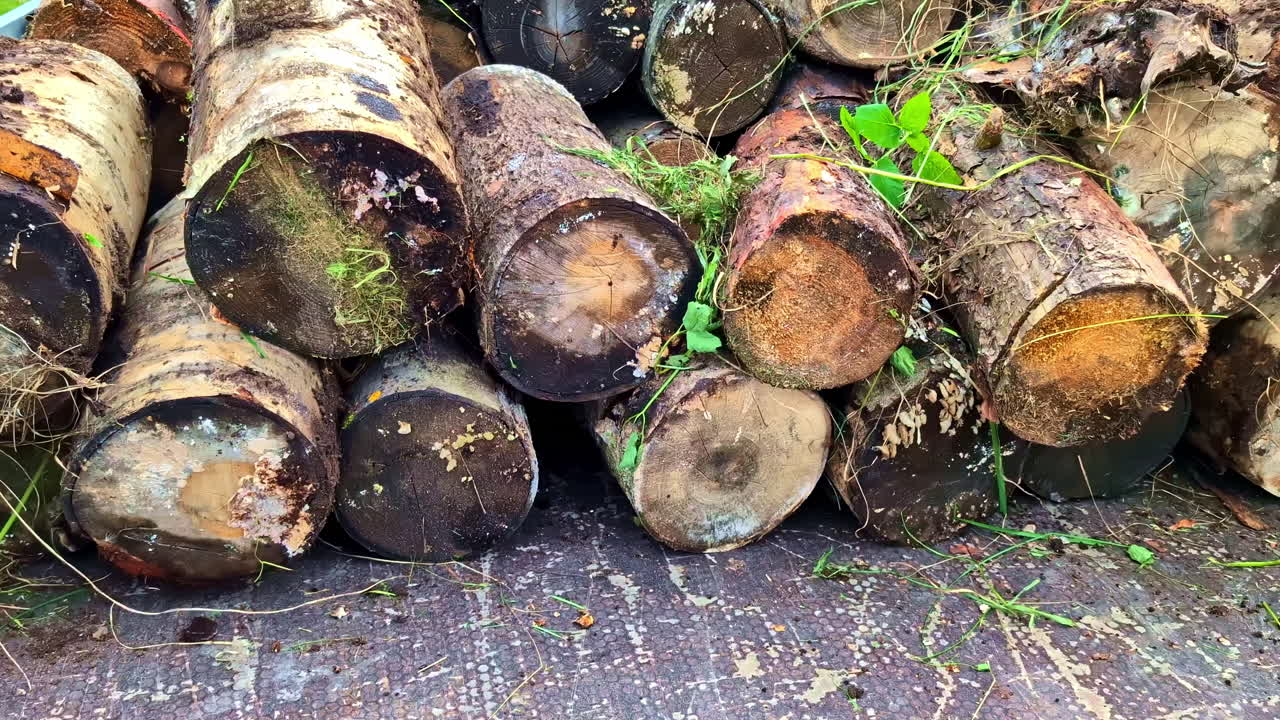 Stacked pile of freshly cut firewood tree logs covered in moss and grass
