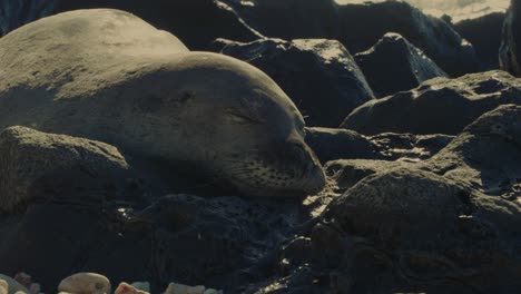 Una-Foca-Monje-En-Peligro-De-Extinción-Mira-Hacia-Arriba-Después-De-Tomar-El-Sol-En-La-Playa-Rocosa-De-Kaena-Point-En-Oahu,-Hawaii