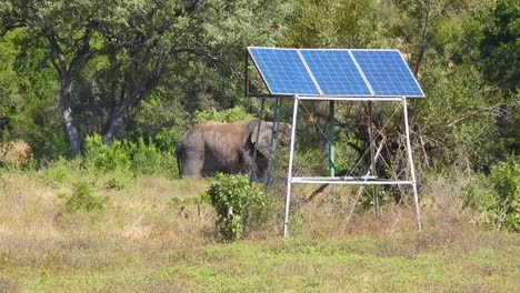 Savana-Africa,-solar-panel-for-renewal-clean-electric-energy-supply-with-an-African-savana-elephant-walking-nearby-the-photovoltaic-base-station