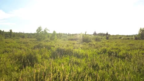 Aerial-of-tall-field-grass-during-a-sunset