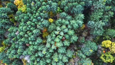bosque de otoño con árboles de colores