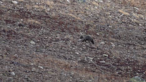 Himalayan-Brown-bear-walking-up-in-mountains