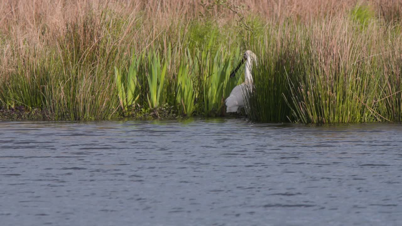 Eurasian spoonbill wading bird grazing in tall reeds on river shore