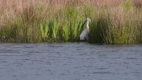 eurasian spoonbill wading bird grazing in tall reeds on river shore