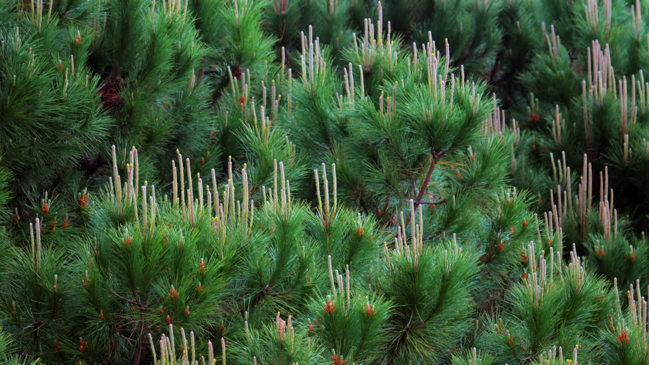 View of pine tees moving in the wind while raining