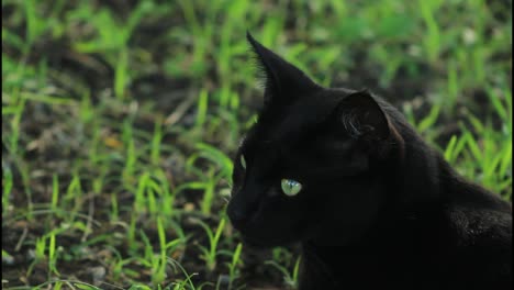 black cat in a grassy field