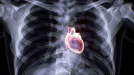 explore the human heart's anatomy and function within the chest cavity. this informative presentation reveals how blood circulation impacts overall health and wellness.