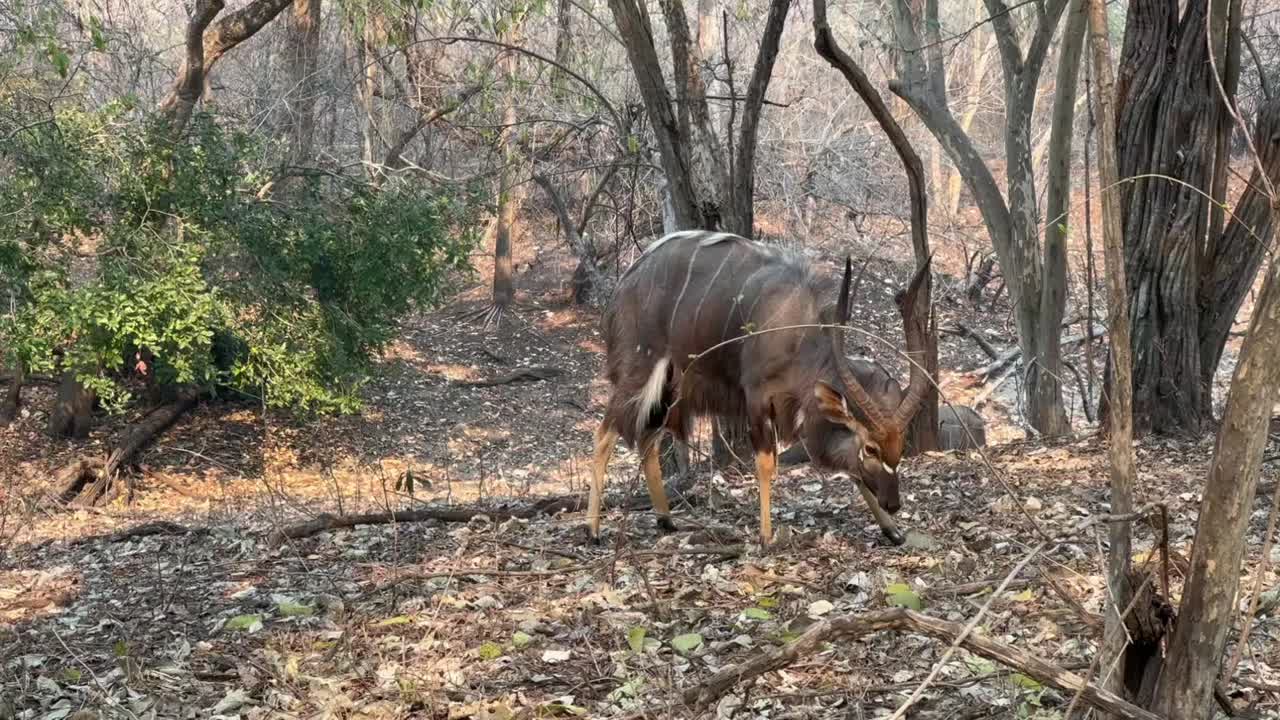 Male Nyala (Tragelaphus angasii) looking for for food during dry season in Majete Wildlife Reserve, Malawi.