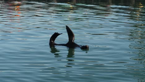 cape fur seal thermoregulates in water by holding flippers in the air
