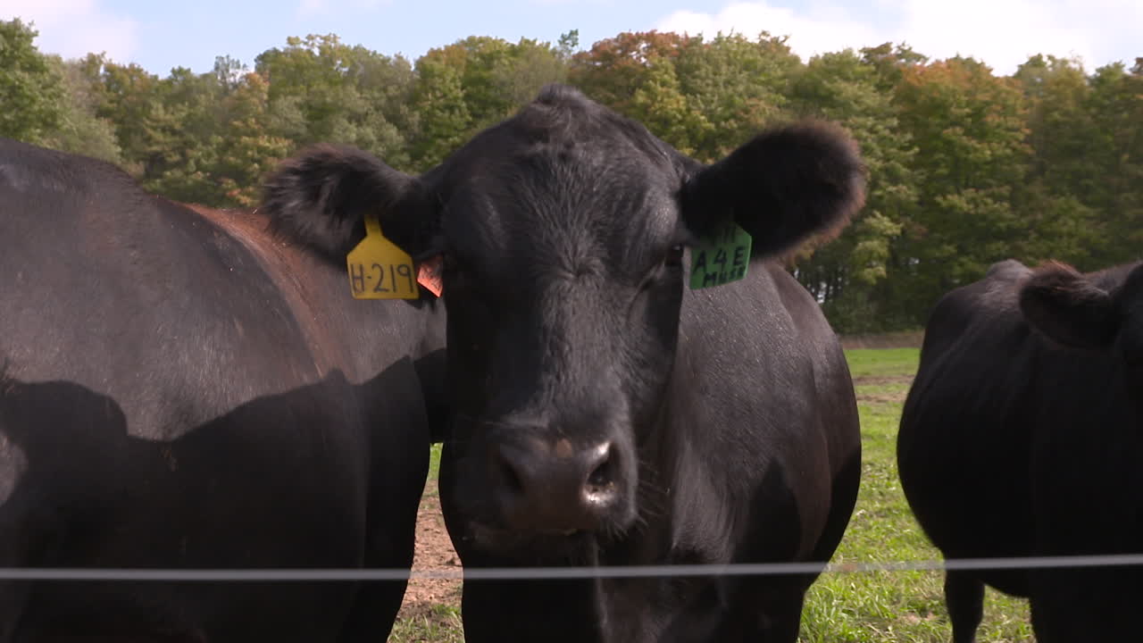 A Black Angus cow chews the cud on the other side of an electric fence.