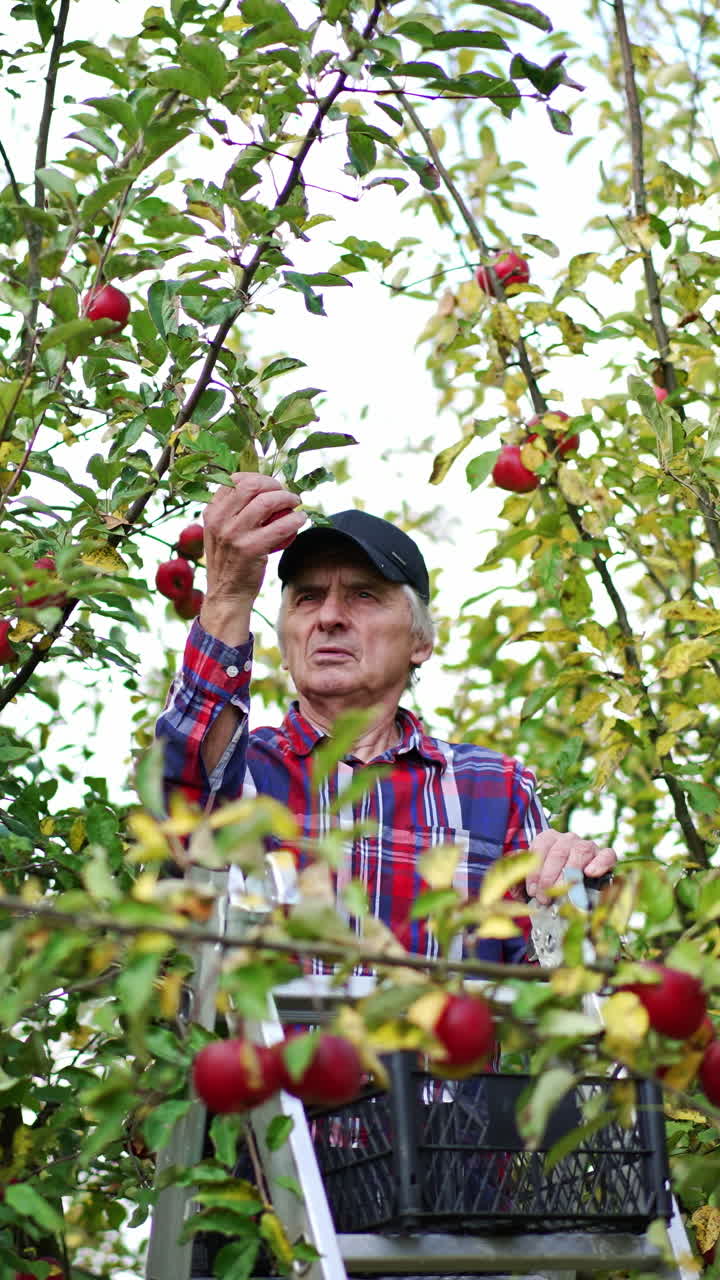 Serious old man in chequered shirt and black cap stands on a step ladder between apple trees. Farmer collects the red ripe apples from trees. Vertical video