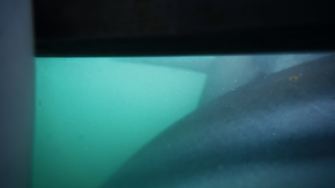 A copper shark swims extremely close to a scuba diver while cage diving in the blue ocean depths