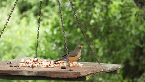 african bare-eyed thrush bird perch on a hang wooden feeder in aberdare national park, kenya