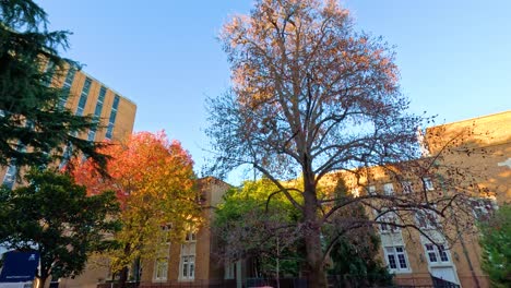 trees and buildings in autumn sunlight