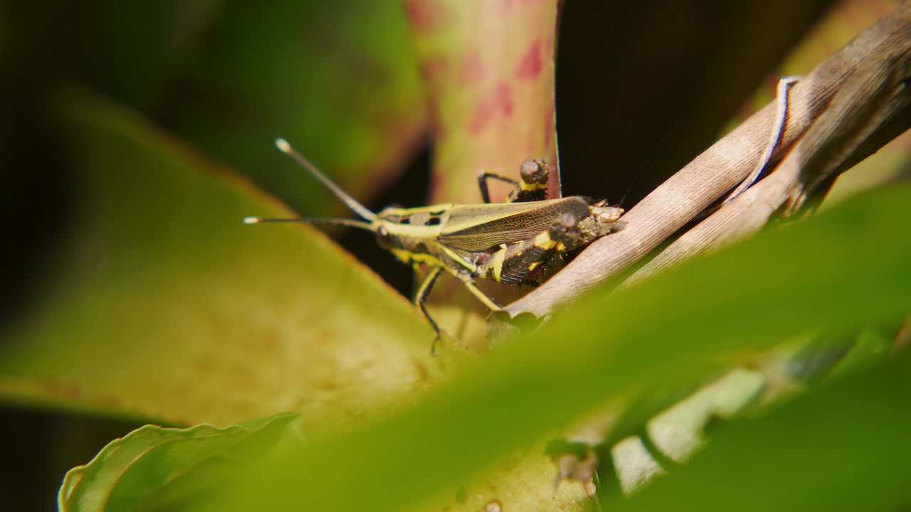 Scatto macro statico di una cavalletta della foresta nera (Traulia azureipennis) che mostra le sue zampe e antenne a bande gialle mentre riposa tranquillamente su una foglia ricurva di bromelia
