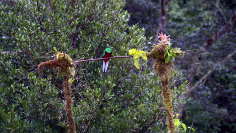 resplandeciente quetzal macho vista frontal posado en una rama exhibiendo y volando lejos san gerardo costa rica