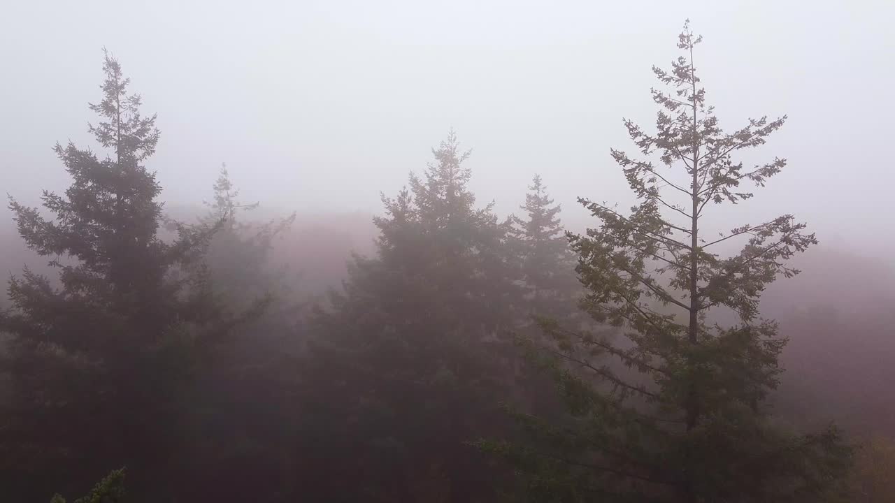 Areal drone shot of a moody misty morning fog above the cloudy forest