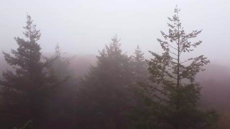 areal drone shot of a moody misty morning fog above the cloudy forest