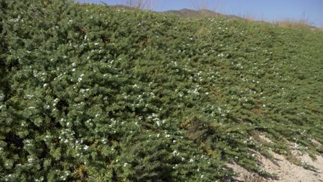 Bushes-on-the-side-of-a-bike-lane