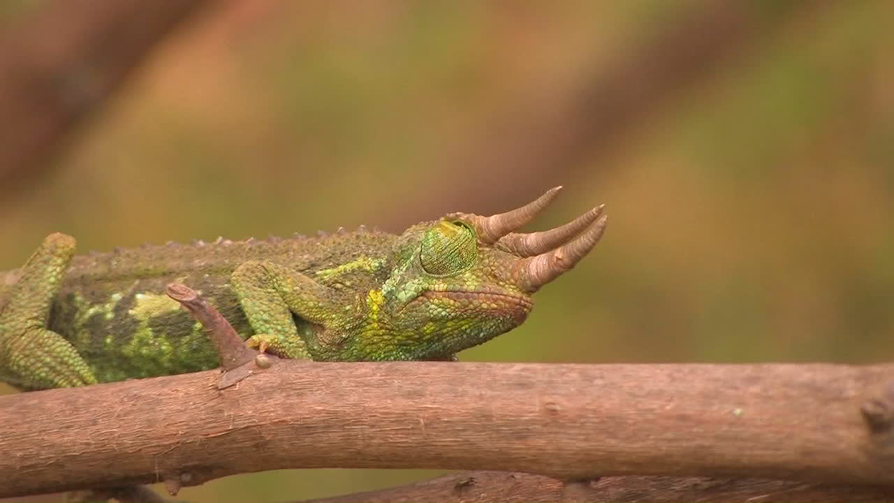 рогатая ящерица медленно ползет по ветке, вращая глазом, чтобы оглядеться вокруг
