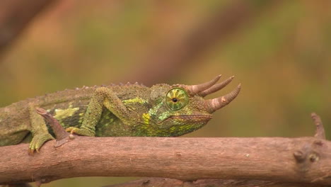 un lagarto cornudo se arrastra lentamente a través de una rama girando su ojo para mirar alrededor