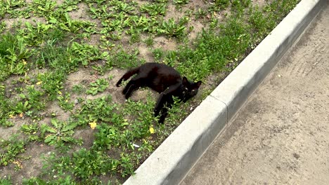 a lazy black cat is resting near the road (4k 60, in motion)