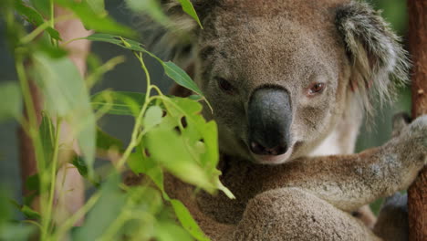 4k close up of grey koala with big black nose sitting in gum tree in australia