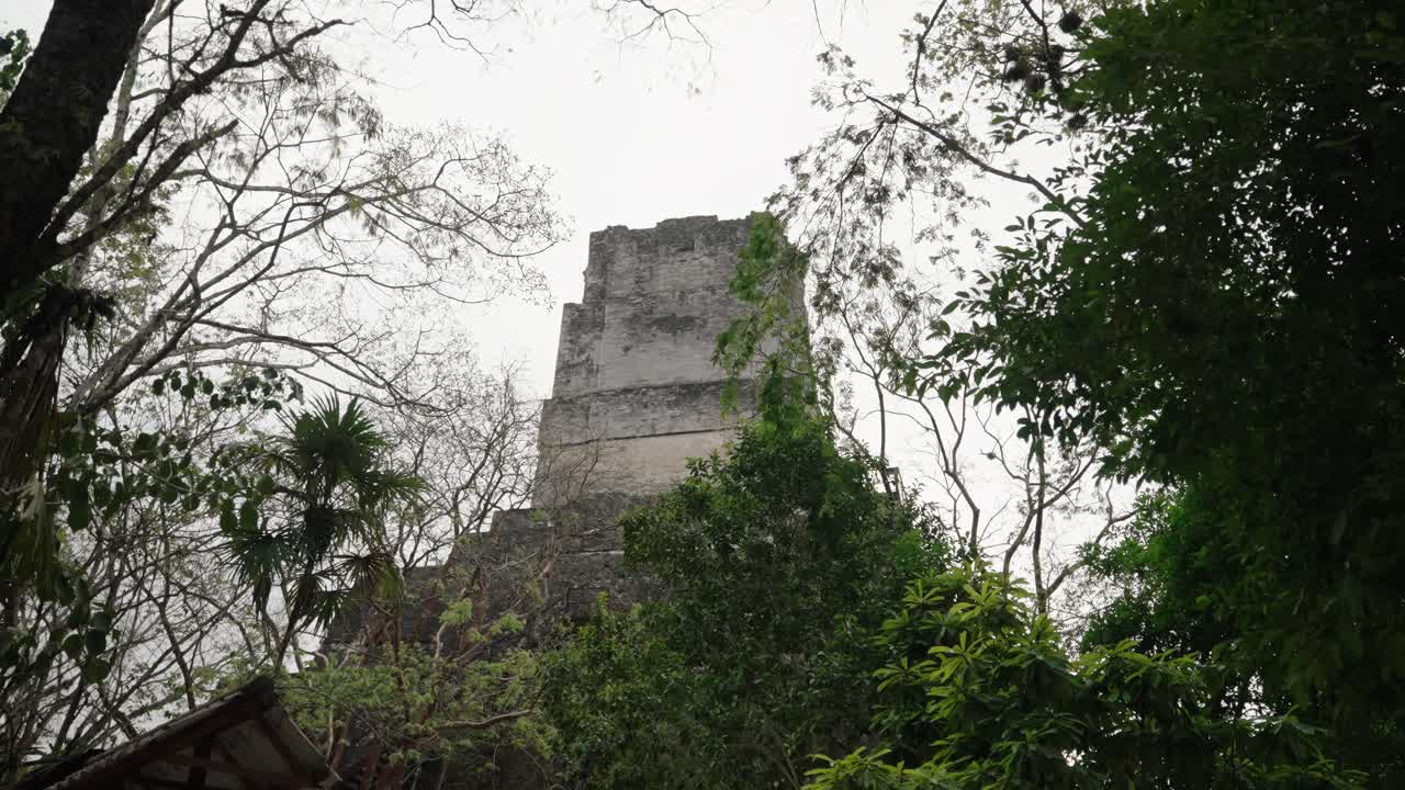 A towering Mayan temple rises through the dense forest of Tikal, partially hidden by lush jungle trees.