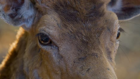 Fallow-Deer