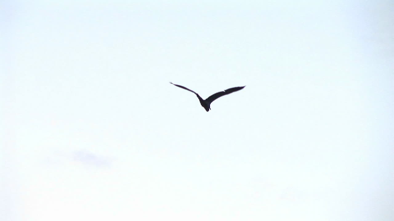 캄팔라 우간다 상공의 어두워지는 하늘을 향해 날개짓하는 외로운 새의 축소