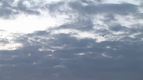 Zoomout-of-a-lone-bird-winging-towards-a-darkening-sky-over-Kampala-Uganda