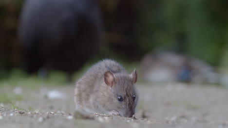 Gray-Rat-Animal-On-The-Ground-Feeding-During-Daytime