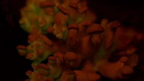 the bioluminescent fungus, panellus stipticus glows in twilight