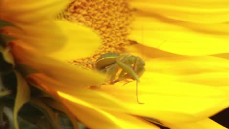 close up of praying mantis sitting inside a sunflower