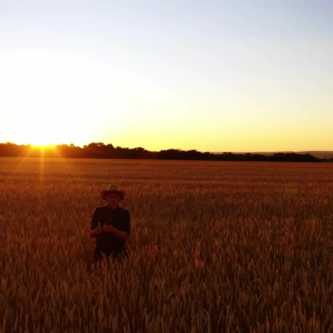 farmer walking in a field at sunset. elderly man agronomist in hat in wheat field and examining crop. agriculture industry.