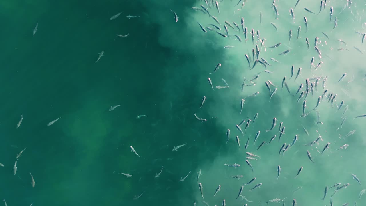 un banco de peces pequeños que nadan en el océano atlántico