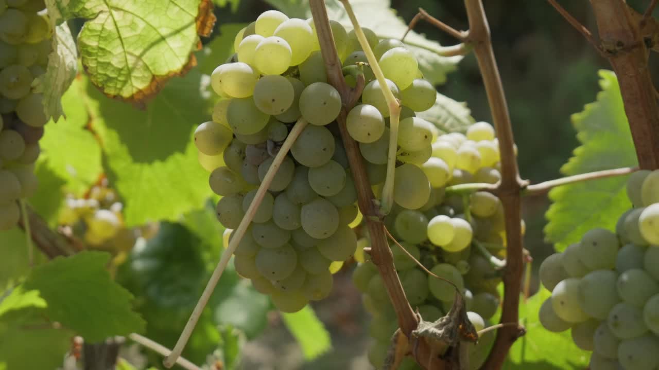 Grappolo di uva verde appeso alla vite con foglie nel vigneto