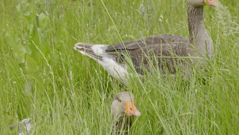 Family-of-Canadian-Greylag-geese-feeding-amongst-the-reedbeds-of-the-Lincolnshire-marshlands-and-enjoying-the-summer-sun