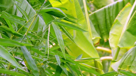 Tropical-green-waving-bamboo-tree-branch-blowing-in-wind-natural-relax-background-concept-with-sunlight,-abstract-and-bokeh