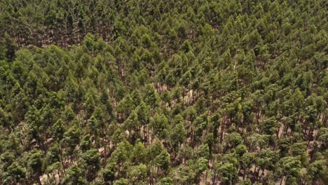 aerial flyover forest trees moving during strong windy day in argentina