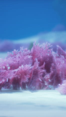 pink coral underwater