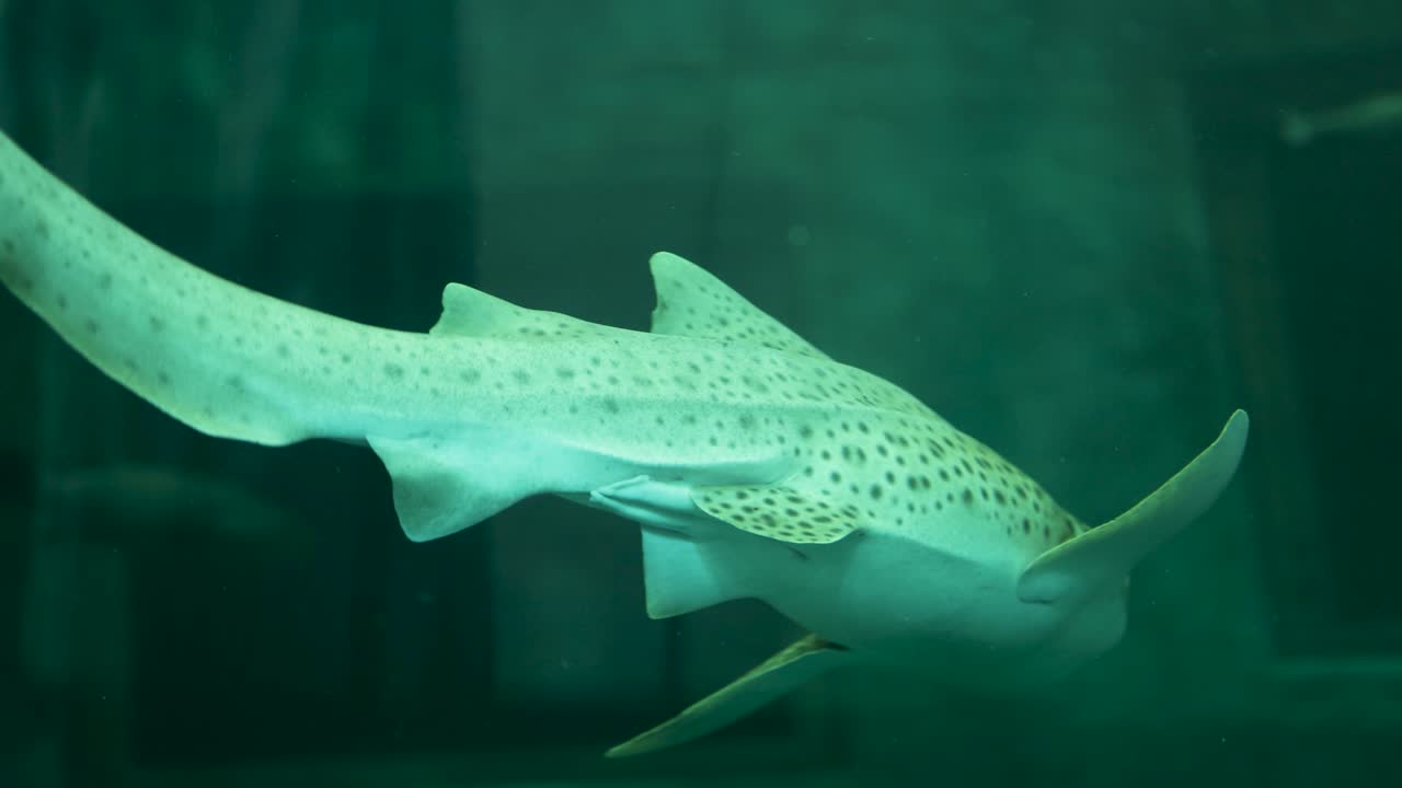 el tiburón leopardo se mueve con gracia en el acuario de chonburi.